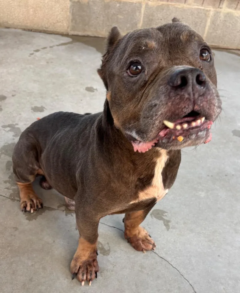 An adult medium-sized male Mixed Breed dog named Phoenix for adoption in Ocala, FL