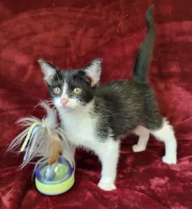 A young medium-sized female Domestic Short Hair cat named Tatiana for adoption in Bucyrus, OH