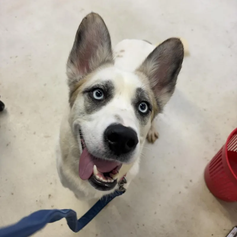 An adult medium-sized female White / Cream Labrador Retriever dog named Shadow for adoption in Phoenixville, PA