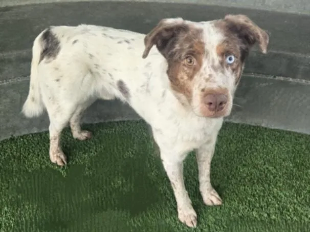 An adult medium-sized male Australian Shepherd dog named Vato for adoption in Van Nuys, CA