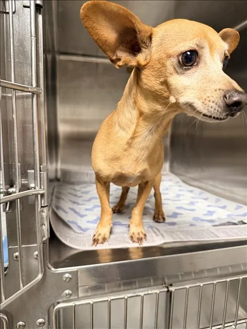 An adult small-sized male Chihuahua dog named Toby for adoption in Chatsworth, CA