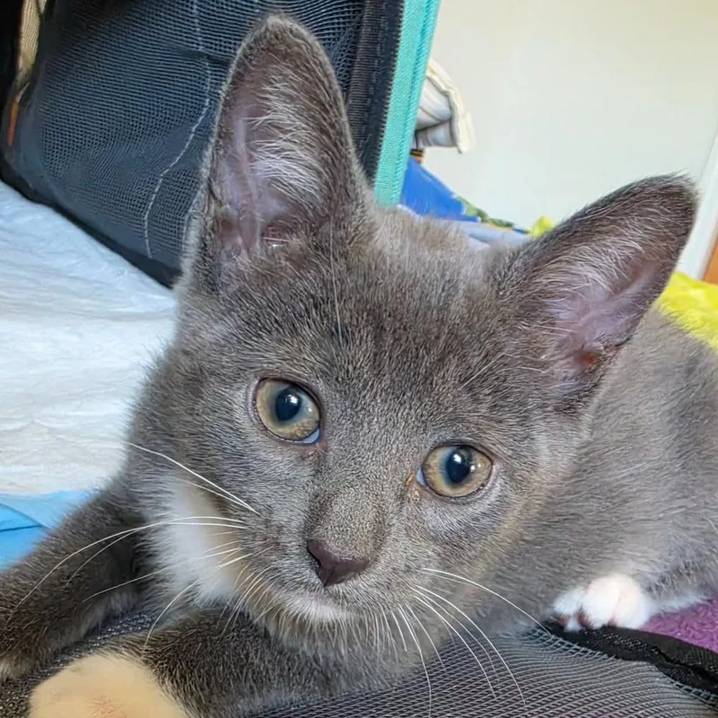 A baby small-sized female Gray & White Domestic Short Hair cat named Cece for adoption in Chicago, IL
