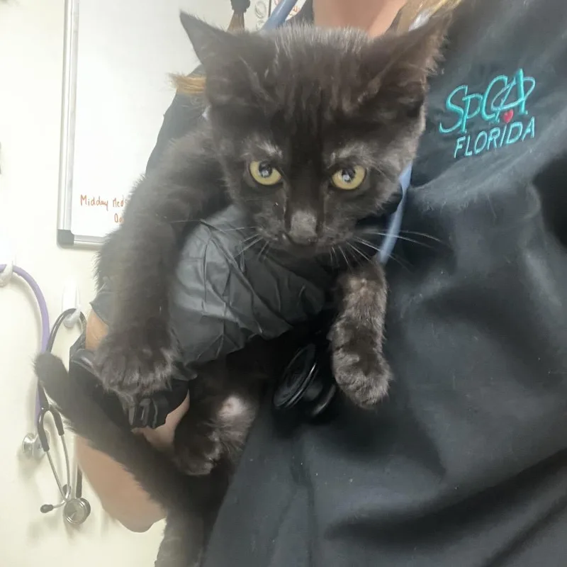 A baby small-sized female Black Domestic Short Hair cat named Jacqueline for adoption in Lakeland, FL