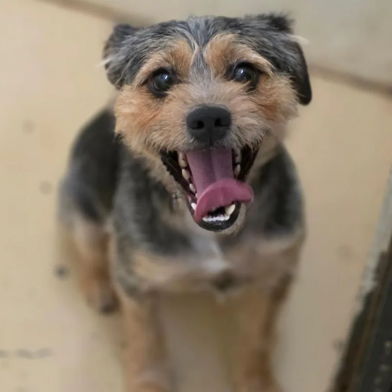 An adult medium-sized male Brown / Chocolate Terrier dog named Otto City of Industry for adoption in Chino Hills, CA