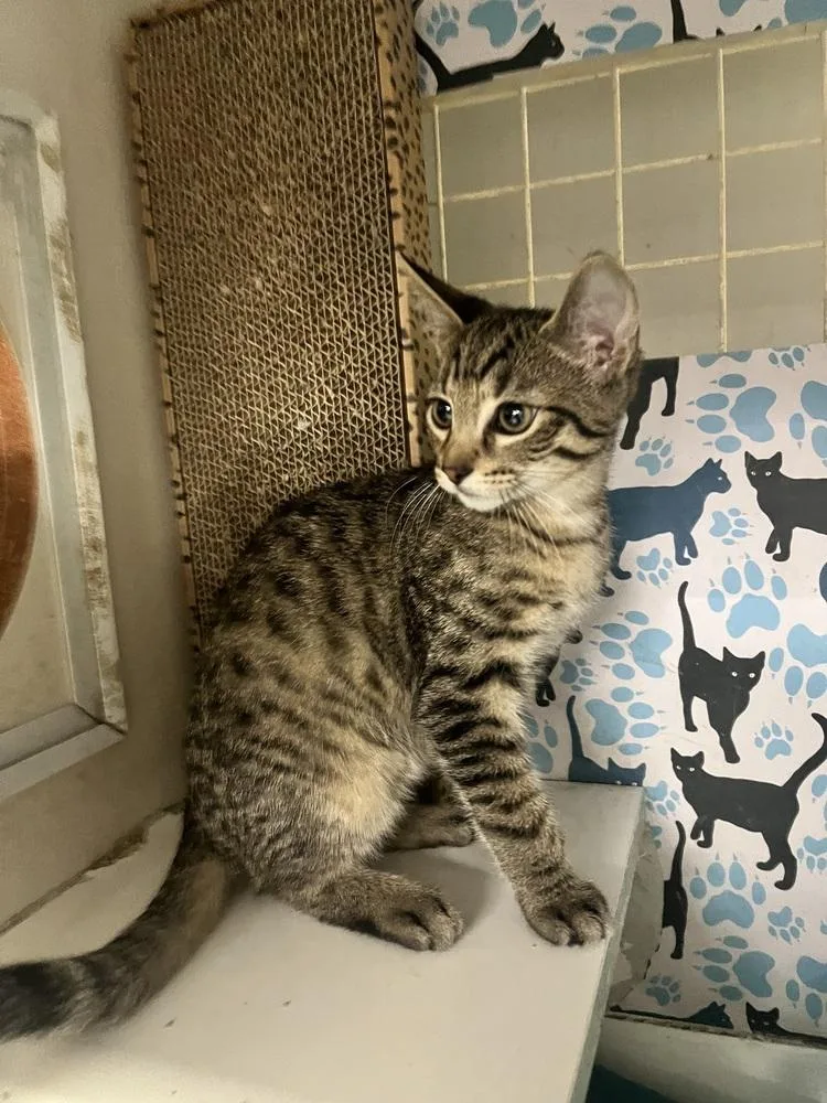 A baby small-sized male Tabby (Brown / Chocolate) Domestic Short Hair cat named Cinnamon for adoption in Acworth, GA