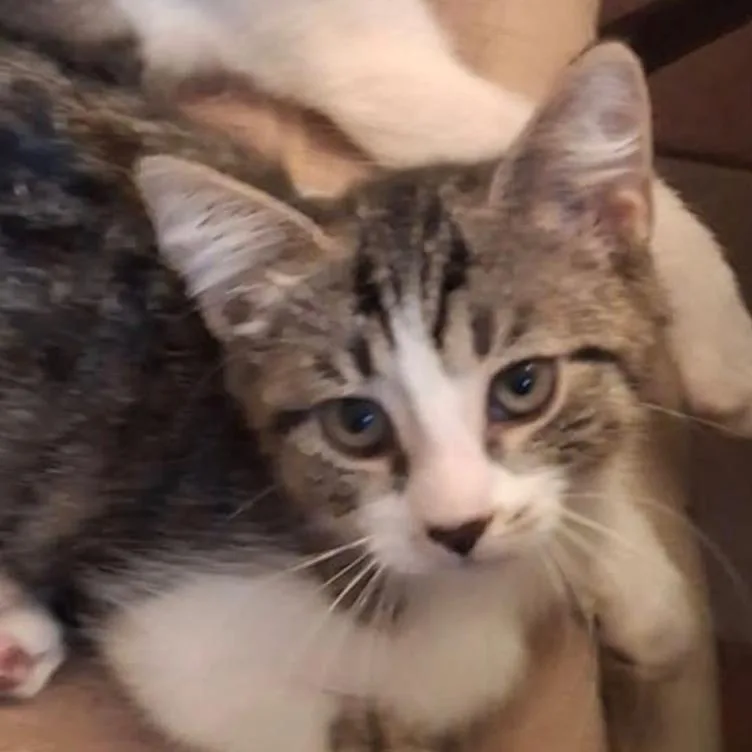A baby small-sized female Domestic Short Hair cat named Fluffy for adoption in Oceanside, NY