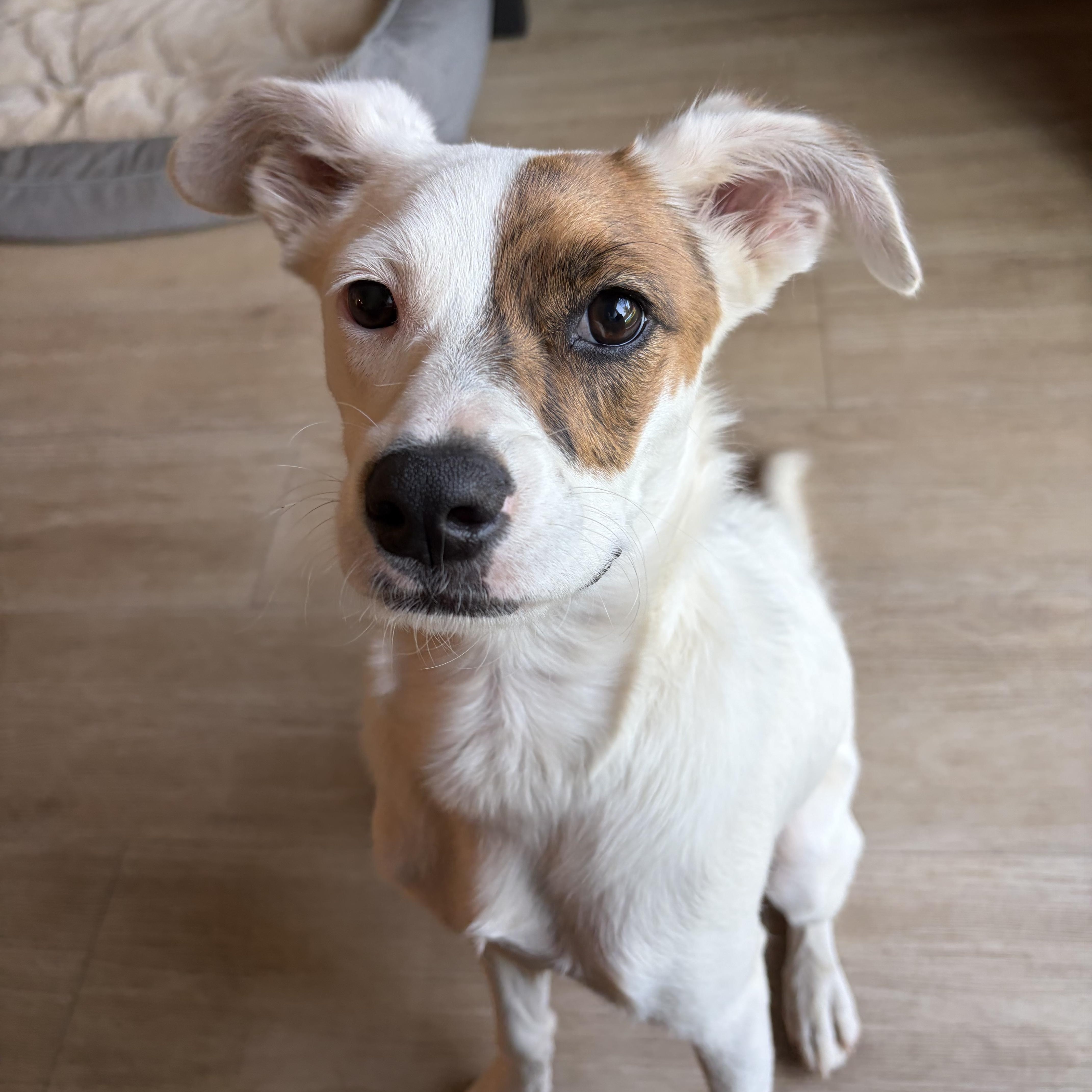 A baby medium-sized male Australian Cattle Dog / Blue Heeler dog named Marlo for adoption in San Diego, CA