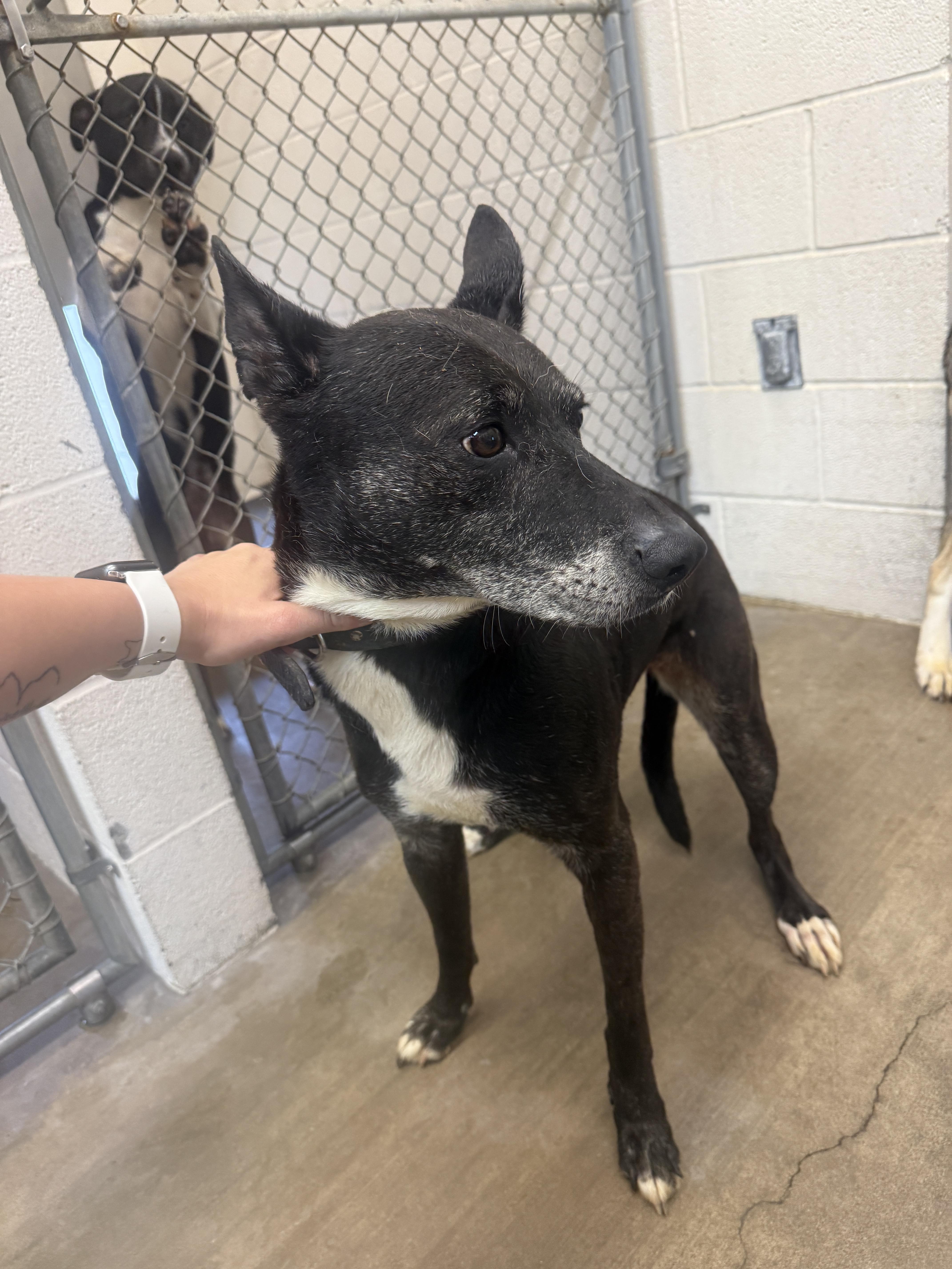 An adult medium-sized female Black Labrador Retriever dog named Luna for adoption in Sherman, TX