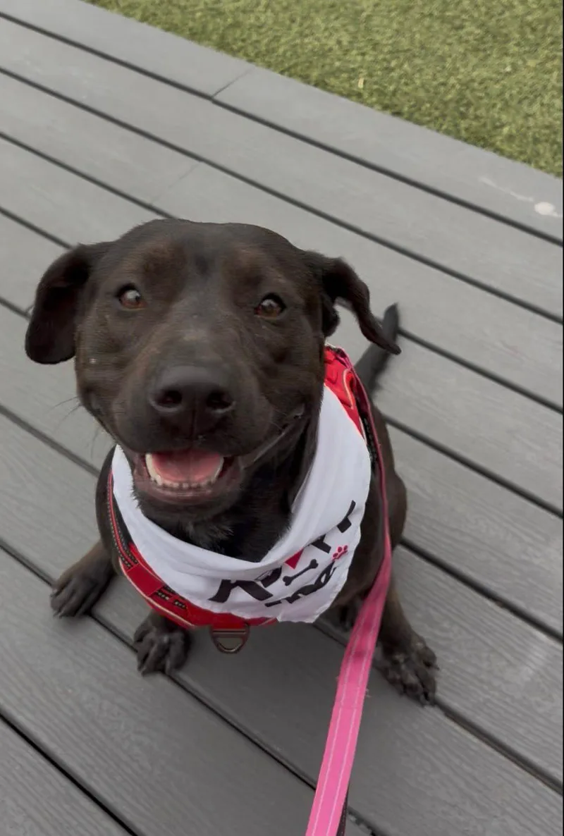 A young medium-sized female Black Pit Bull Terrier dog named Nala for adoption in MISSION, TX