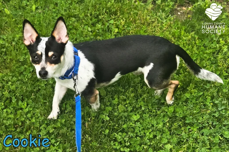 An adult small-sized male Chihuahua dog named Cookie for adoption in Heath, OH