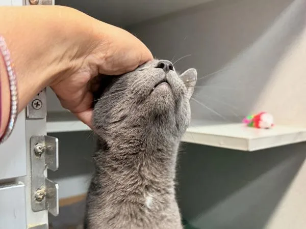 An adult medium-sized male Domestic Short Hair cat named Marty for adoption in Staten Island, NY