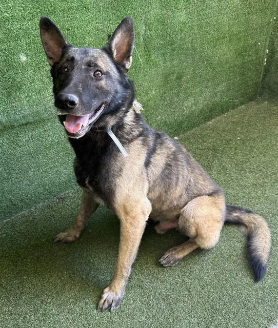 An adult extra large-sized male Belgian Shepherd / Malinois dog named John Wick for adoption in Lancaster, CA