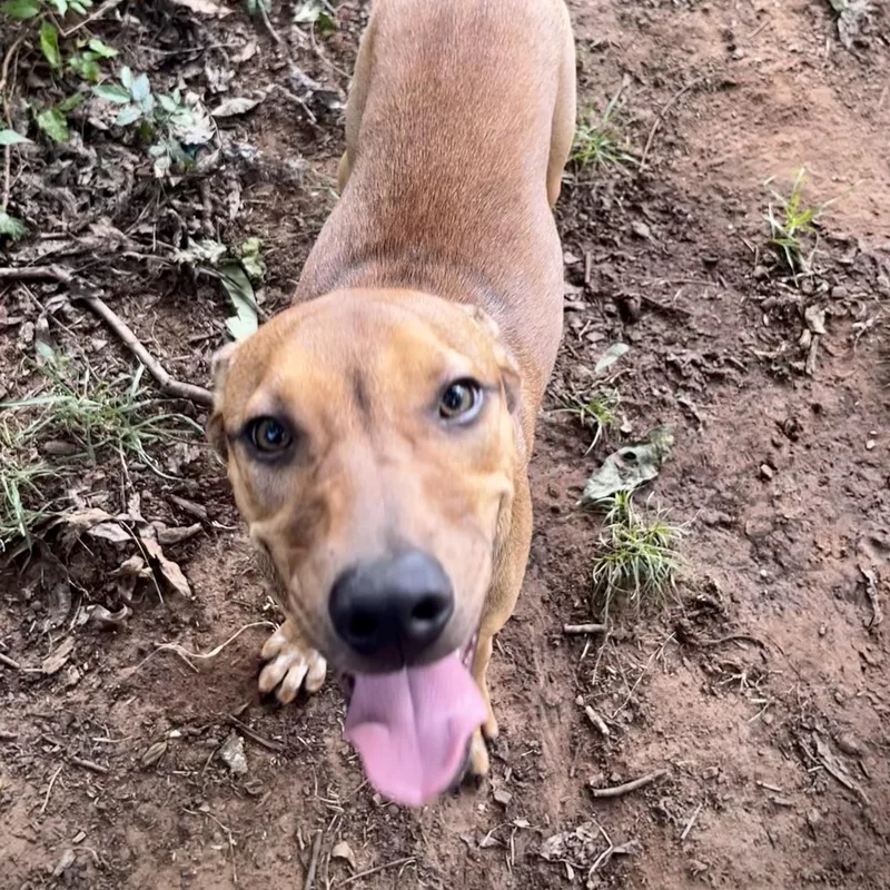 A baby medium-sized female Hound dog named Pegasus for adoption in Pottsboro, TX