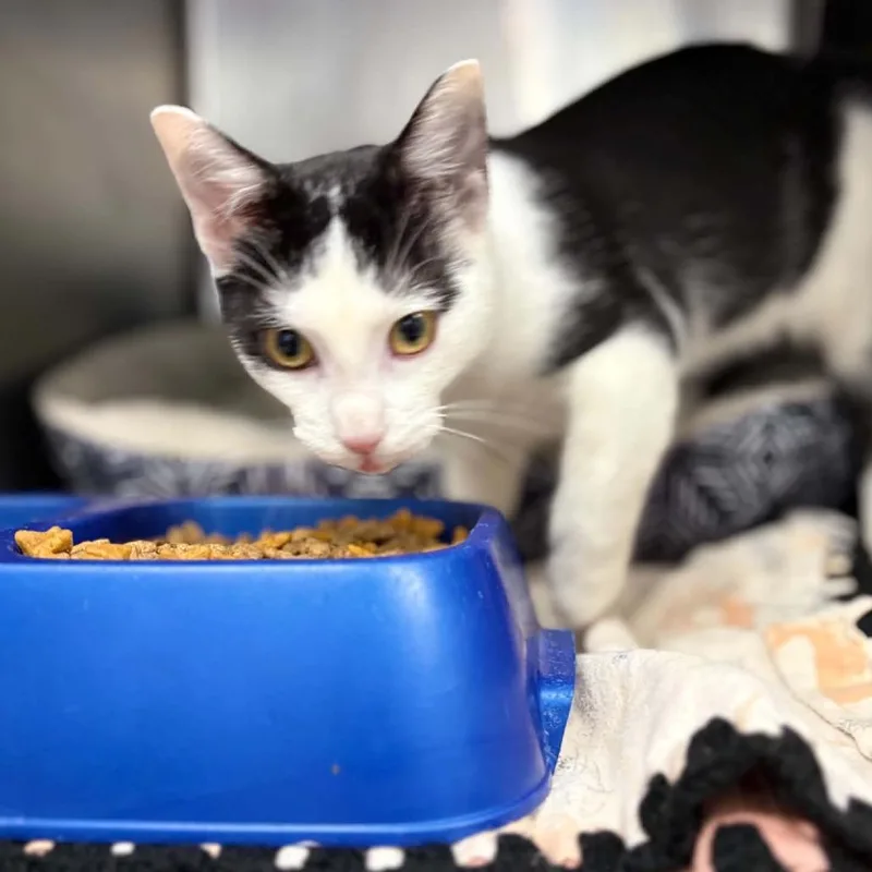 A young small-sized male Black Domestic Short Hair cat named XRay for adoption in Stephenville, TX
