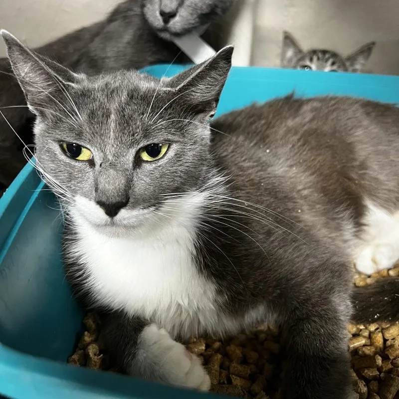 An adult medium-sized female Gray / Blue / Silver Domestic Short Hair cat named Starla for adoption in Birmingham, AL