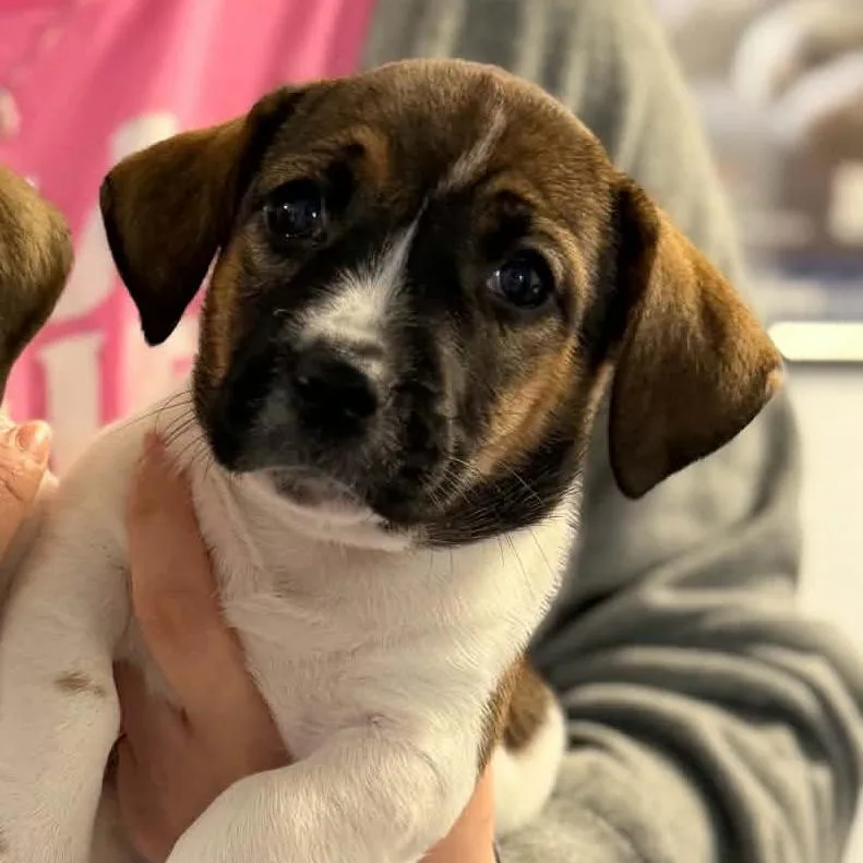 A baby small-sized male Brown / Chocolate Mixed Breed dog named S'more for adoption in Edwardsville, IL