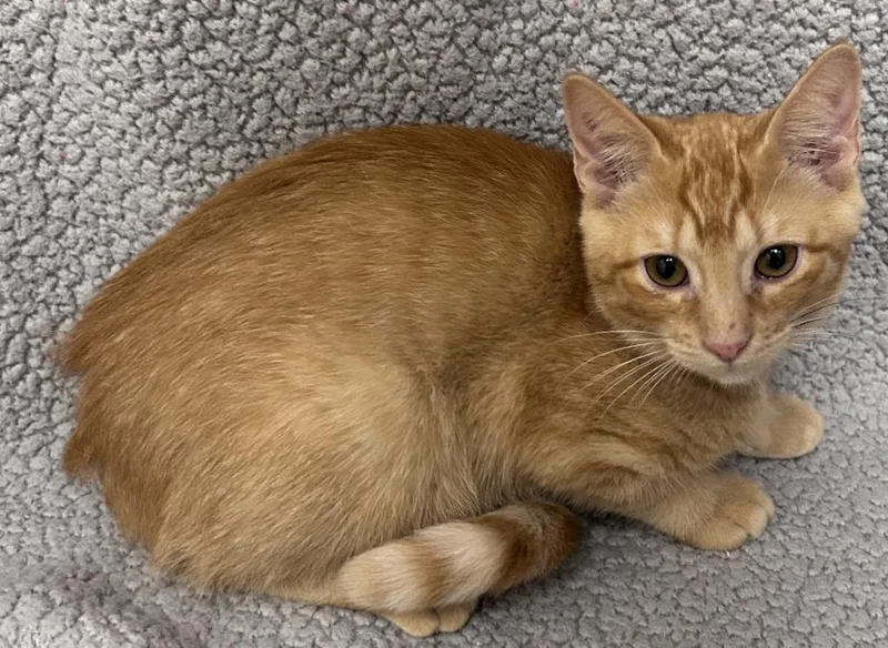 A baby medium-sized female Domestic Short Hair cat named Magnolia for adoption in Madison, GA