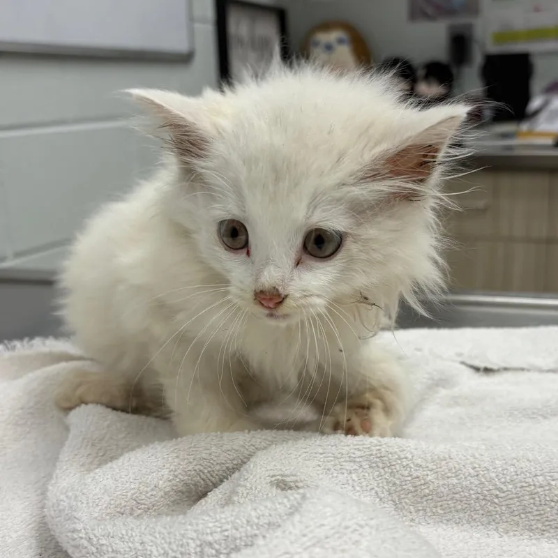 A baby small-sized male White Domestic Long Hair cat named Stormy for adoption in Chattanooga, TN