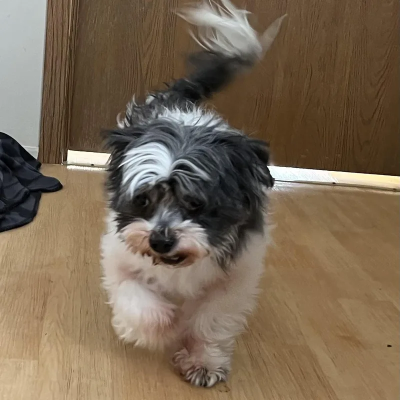 A senior small-sized female White / Cream Shih Tzu dog named Sissy and Flash for adoption in Washington, PA