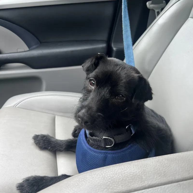 A young small-sized male Terrier dog named Zero for adoption in Hamilton, NJ