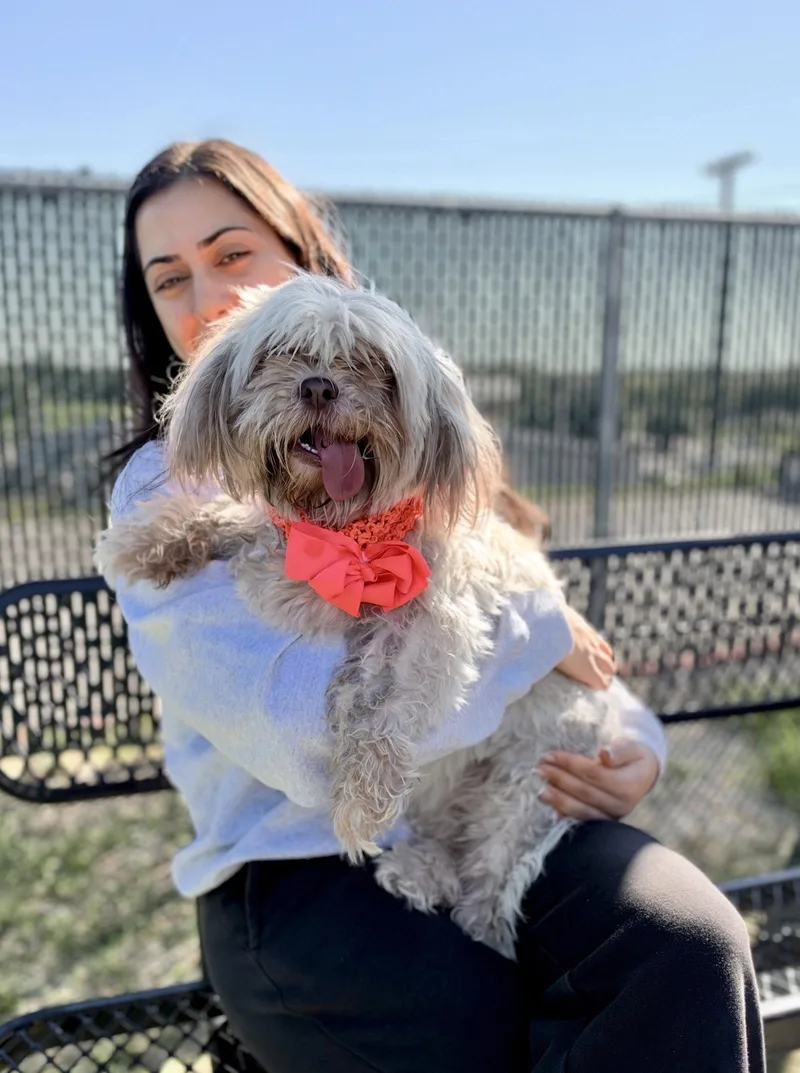 An adult small-sized female Mixed Breed dog named Elvira for adoption in McKinney, TX