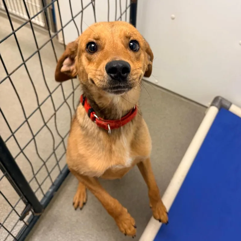 A young medium-sized male Brown / Chocolate Beagle dog named Jellybean for adoption in Rocky Mount, VA