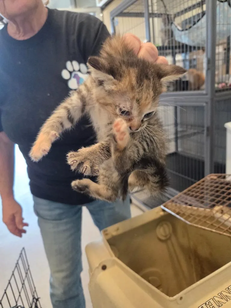 A baby small-sized female Domestic Short Hair cat named Caramel for adoption in Bossier City, LA