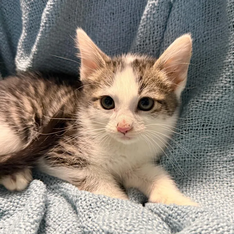 A baby medium-sized male Gray & White American Shorthair cat named Christian Pulisic for adoption in Houston, TX