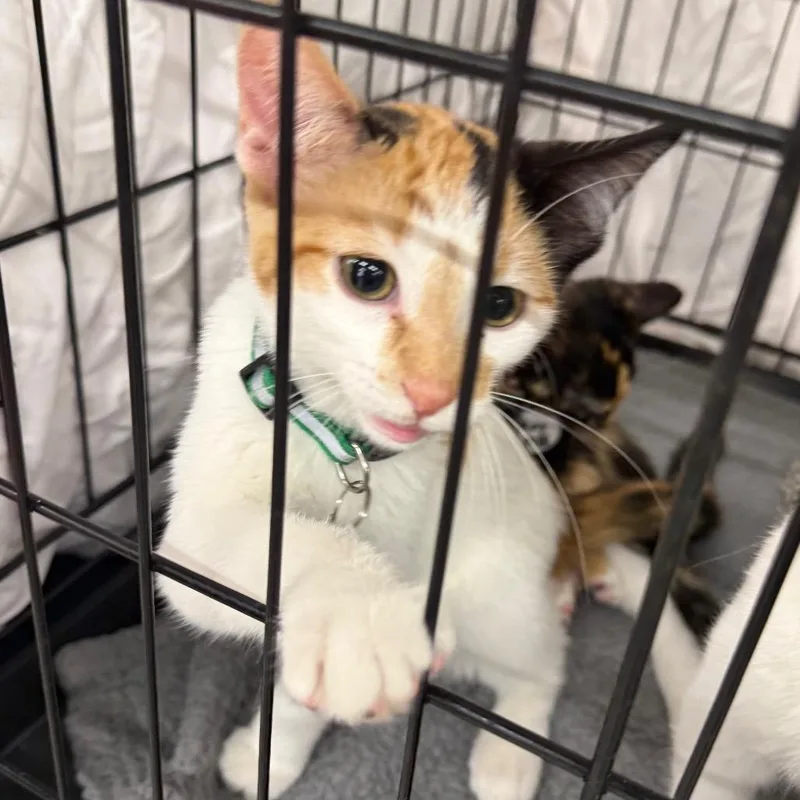A baby small-sized female White Domestic Short Hair cat named Marie for adoption in Normal, IL