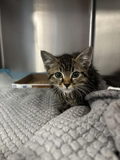 A baby small-sized male Domestic Short Hair cat named Davey for adoption in Seattle, WA