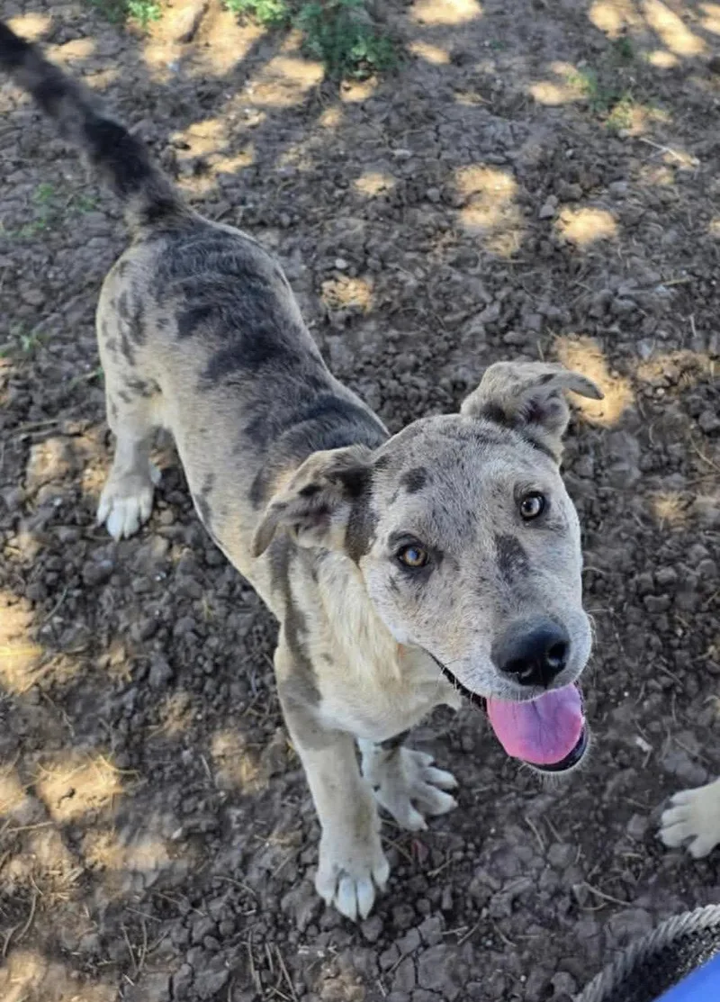 A young large-sized male Mixed Breed dog named Atlas for adoption in Coralville, IA