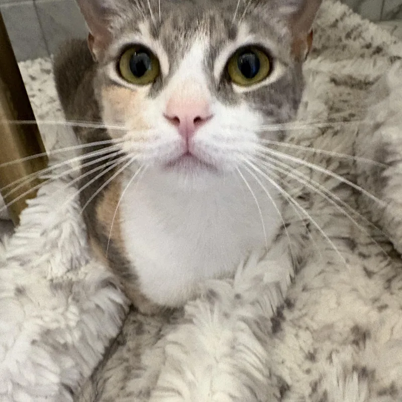 A young medium-sized female Dilute Calico Domestic Short Hair cat named Xena for adoption in Jacksonville, FL