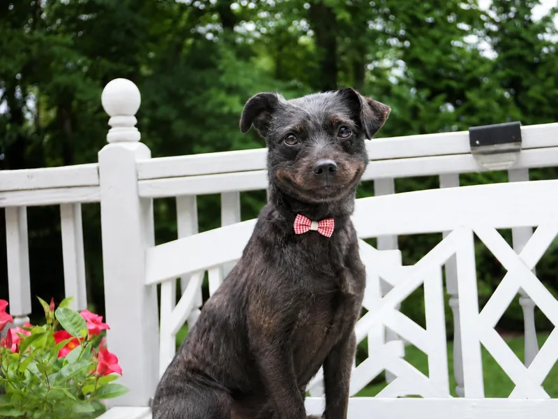 A young small-sized female Black Miniature Schnauzer dog named Rachel for adoption in POTOMAC, MD