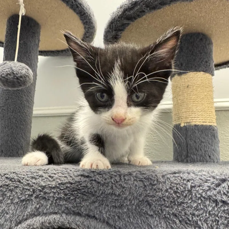 A baby small-sized male Domestic Short Hair cat named Skipper for adoption in Carrollton, OH