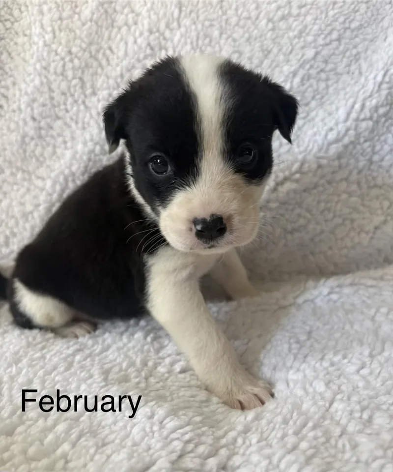 A baby medium-sized female Labrador Retriever dog named February Mama August Calendar for adoption in Carmel, NY