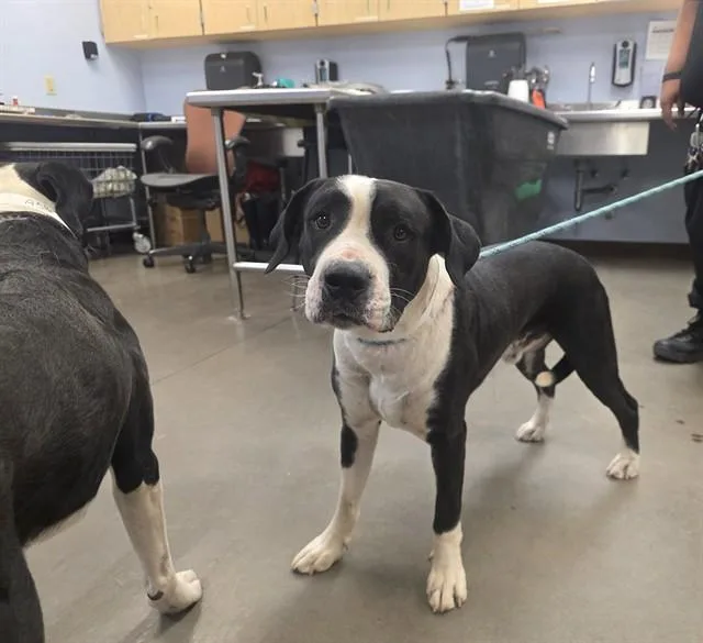 An adult large-sized male Pit Bull Terrier dog named Brom for adoption in Phoenix, AZ