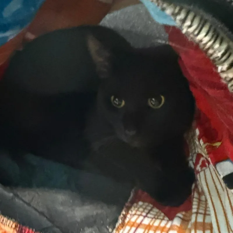A young medium-sized male Black Domestic Short Hair cat named Cider for adoption in Hawthorne, CA