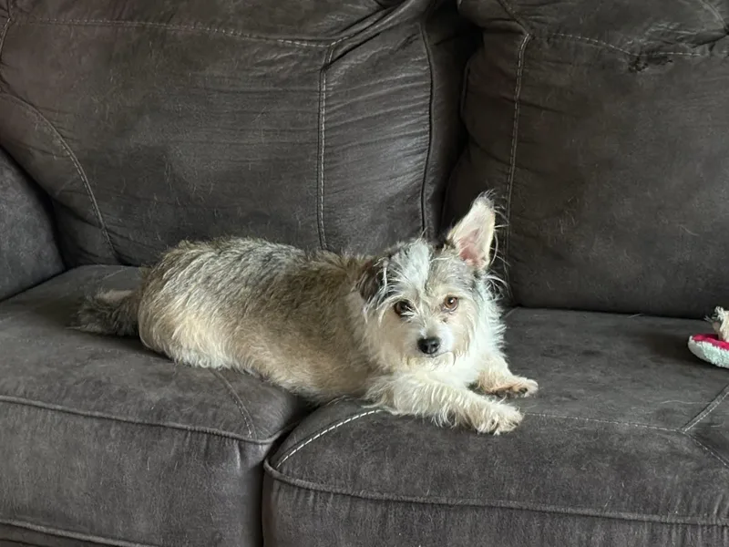 Boo aka Possum