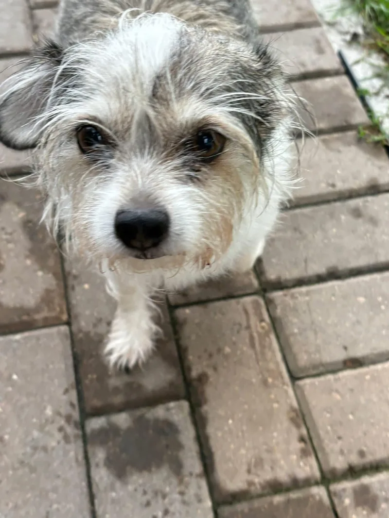 Boo aka Possum thumbnail 2
