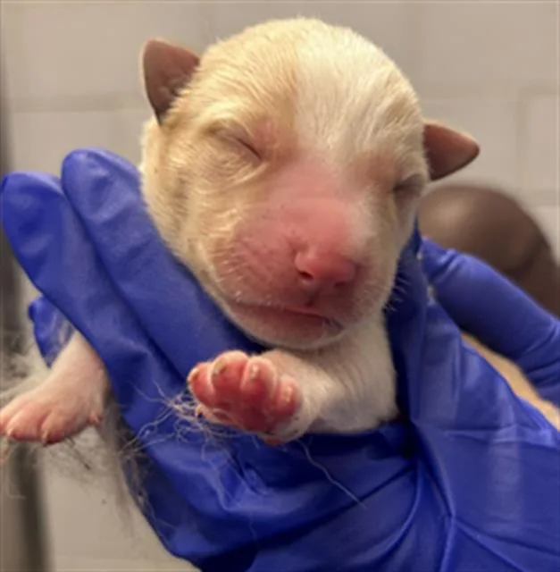 A baby small-sized male Mixed Breed dog named Earth for adoption in Dallas, TX