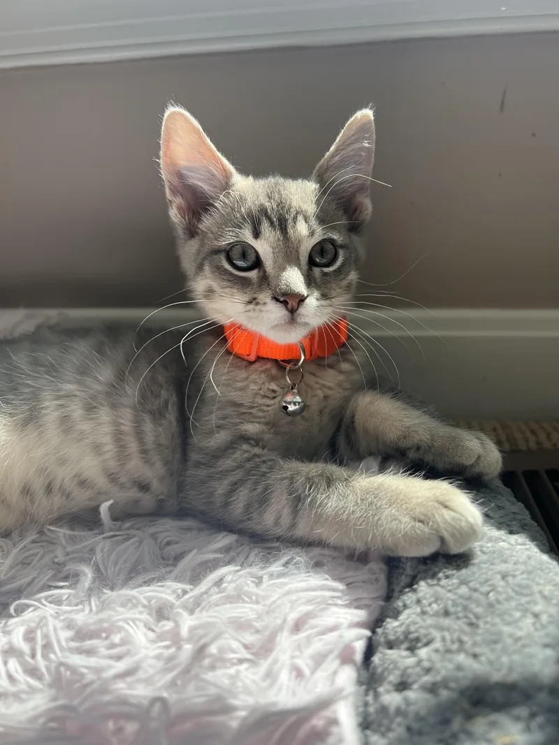 A young medium-sized male Gray / Blue / Silver Domestic Short Hair cat named Gideon for adoption in Manchester, MD