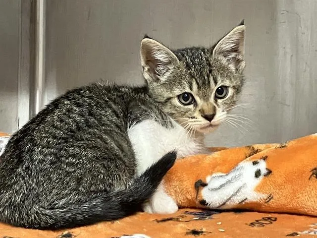 A baby small-sized female Domestic Short Hair cat named Firefly for adoption in Tustin, CA