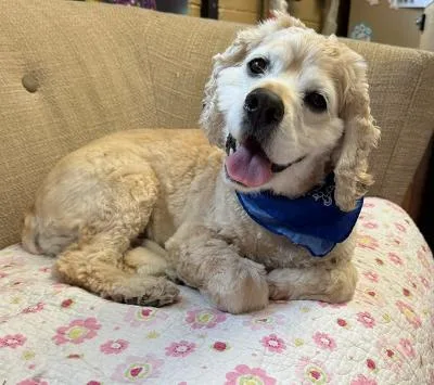 An adult small-sized male Cocker Spaniel dog named Curly for adoption in Long Beach, NY