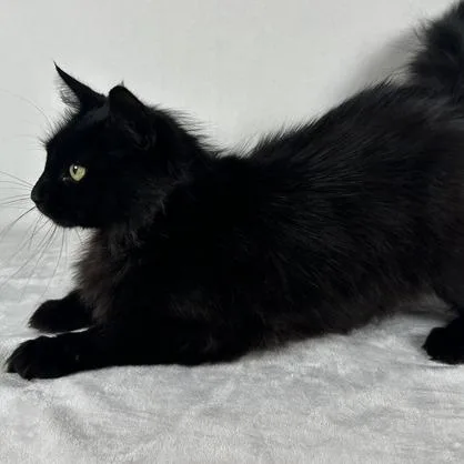 An adult medium-sized female Black Domestic Long Hair cat named Emerald for adoption in Johnson City, TN