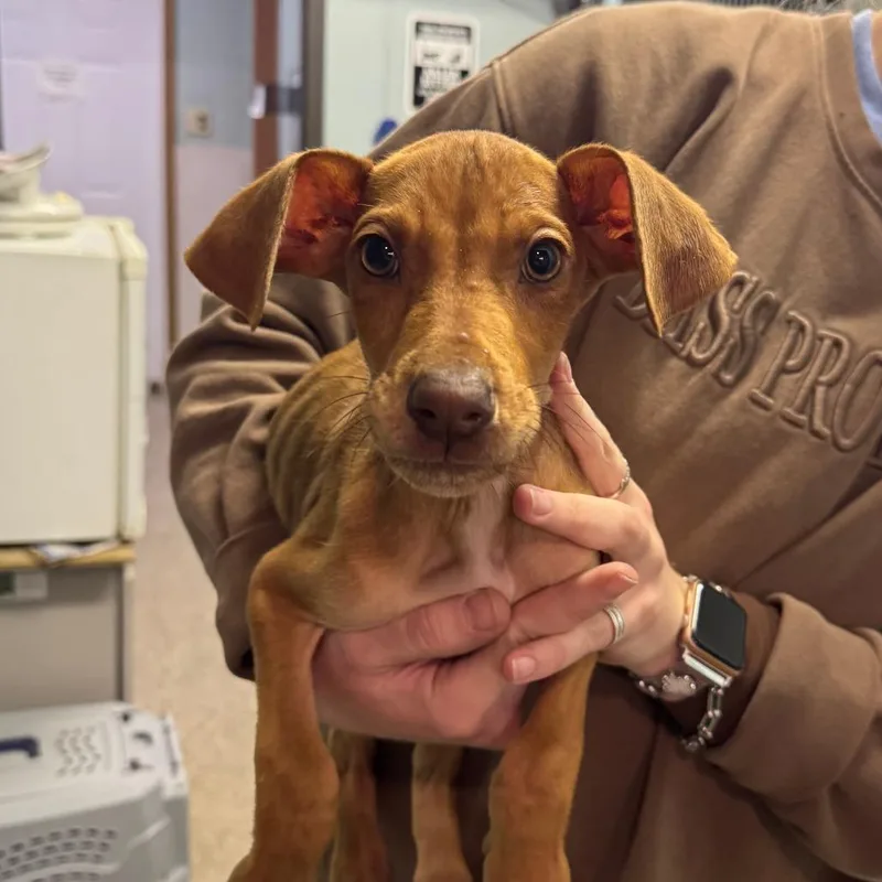 A young medium-sized female Yellow / Tan / Blond / Fawn Mixed Breed dog named Sugar Cookie for adoption in Columbia, MO