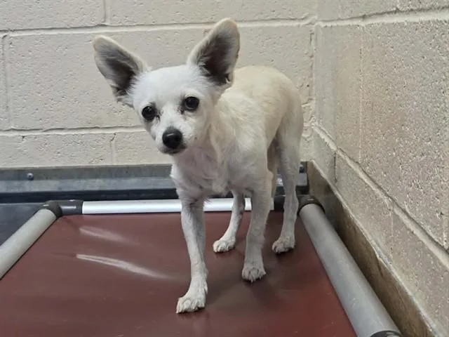 An adult small-sized female Chihuahua dog named Marcie for adoption in Martinez, CA
