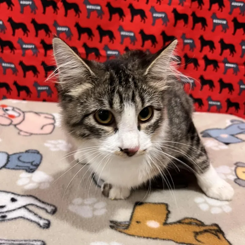 A young medium-sized female Domestic Medium Hair cat named Makayla for adoption in Washburn, MO