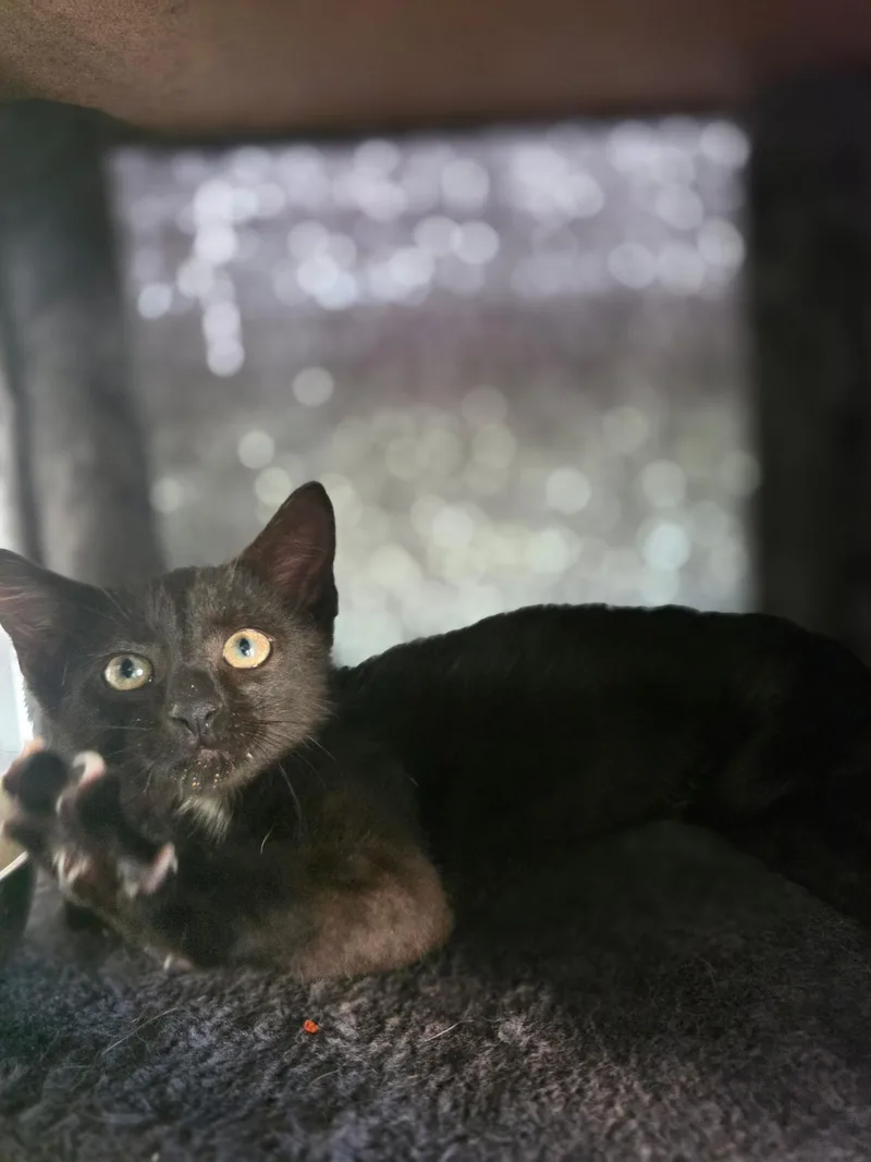 A baby small-sized male Domestic Short Hair cat named Frederick "Freddy" for adoption in Mexico, MO