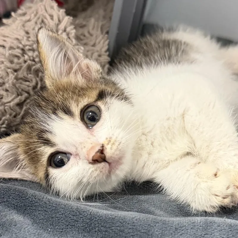 A baby small-sized male Brown / Chocolate Domestic Short Hair cat named Dingo for adoption in Houston, TX