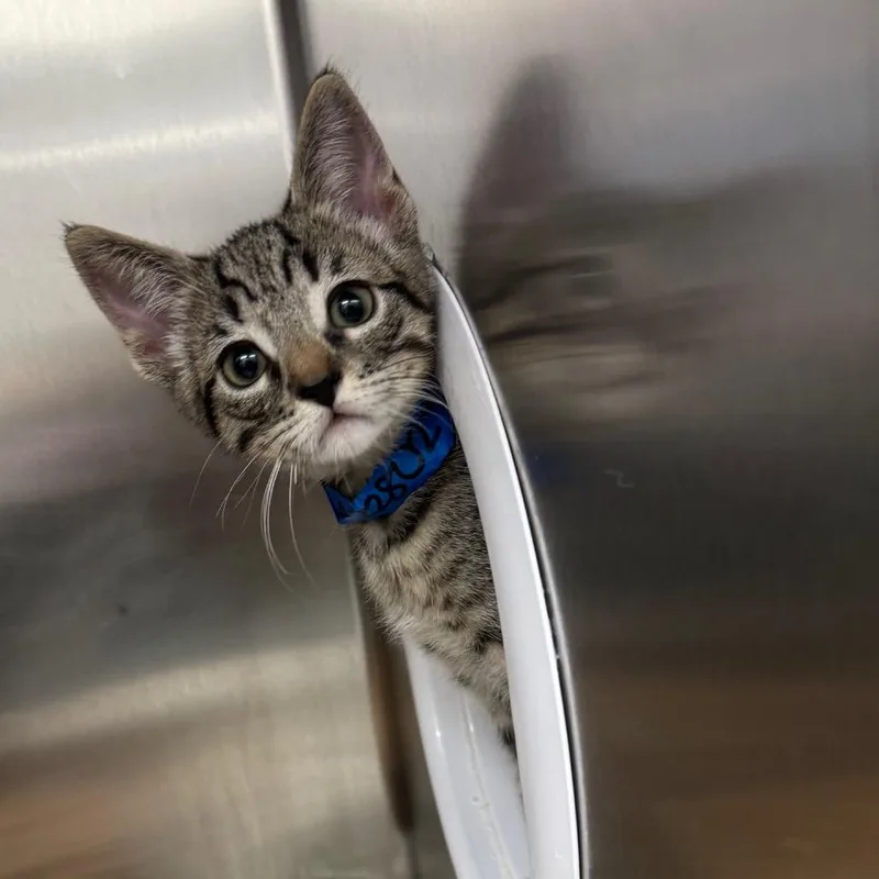 A baby medium-sized male Brown / Chocolate Domestic Short Hair cat named Handyman for adoption in Redwood City, CA